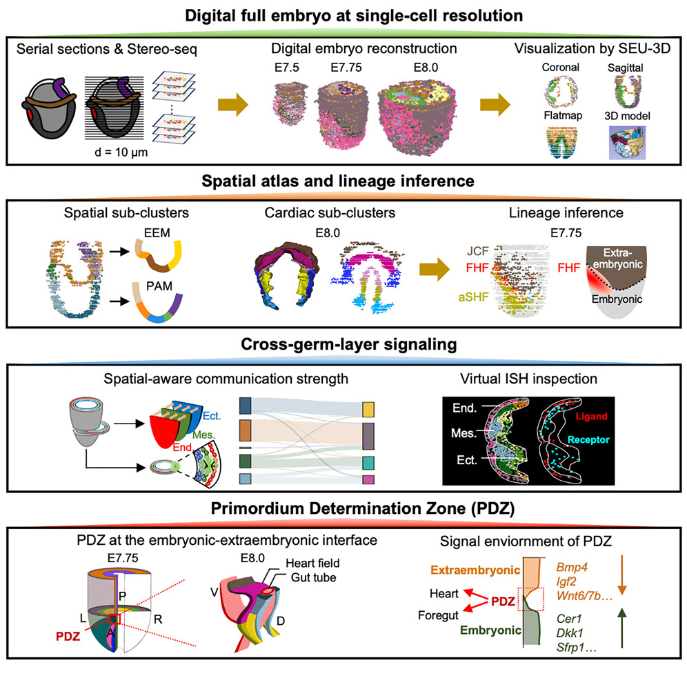 Cell（IF:42.5）：时空组学构建全球首个小鼠“3D数字胚胎”，破解出生缺陷起源