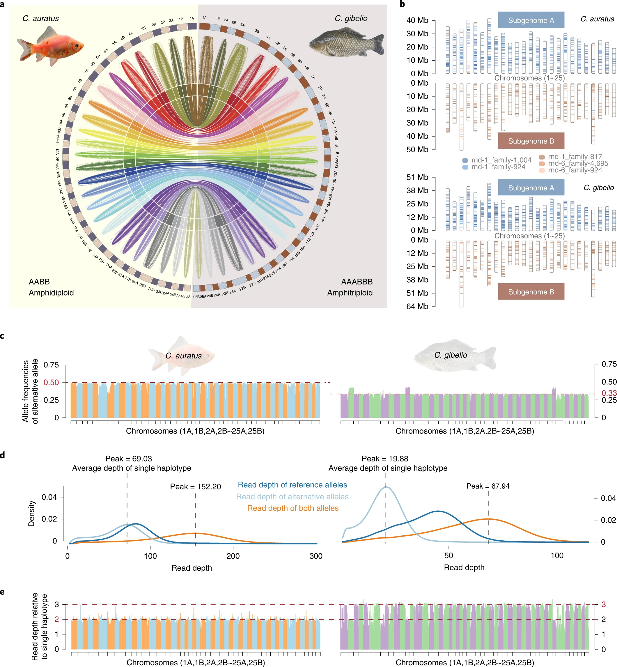Nat Ecol Evol（IF:14.5）：独特双三倍体银鲫：从基因组看懂它的生存 “超能力”