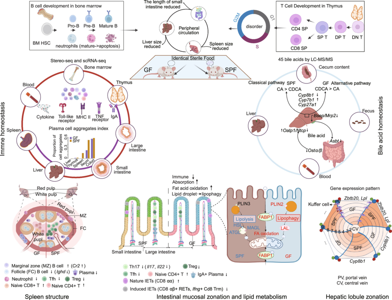 Imeta（IF:33.2）：无菌小鼠多器官单细胞时空全景图：系统性揭示肠菌如何控制免疫与代谢