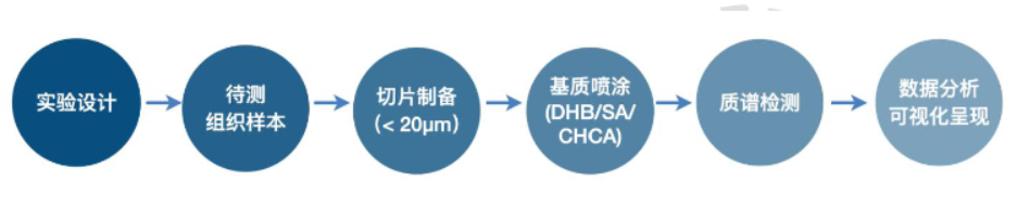 空间代谢-MALD1.png